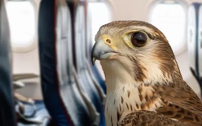 A Saudi prince booked 80 seats on a Airbus plane for his falcons, and yes they even have passports