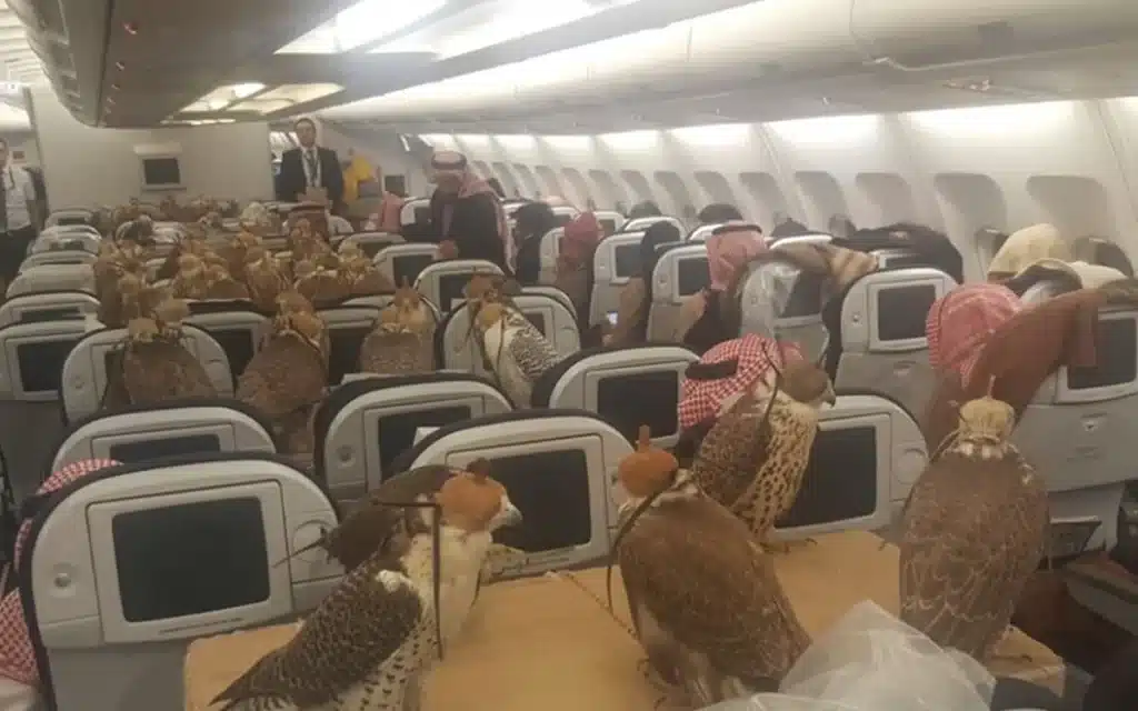 Saudi prince bought 80 tickets on Airbus plane for his falcons
